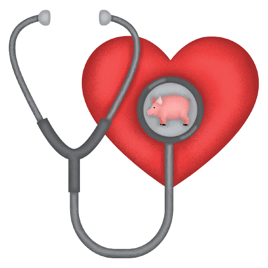 Graphic illustration of heart with a stethoscope and a pig sticker on the stethoscope
